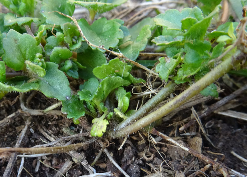 Veronica persica / Veronica di Persia